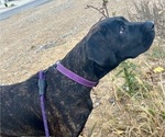 Small Photo #10 Presa Canario Puppy For Sale in MORGANTOWN, WV, USA