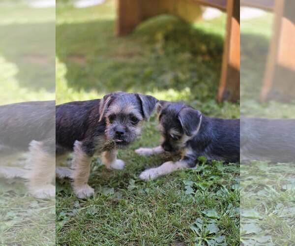 Medium Photo #8 Chihuahua-Unknown Mix Puppy For Sale in Arlington, WA, USA
