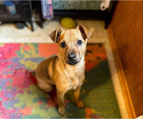 Medium Photo #3 Mutt Puppy For Sale in Arlington, WA, USA