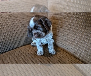 Cocker Spaniel Puppy for sale in HILTON, NY, USA