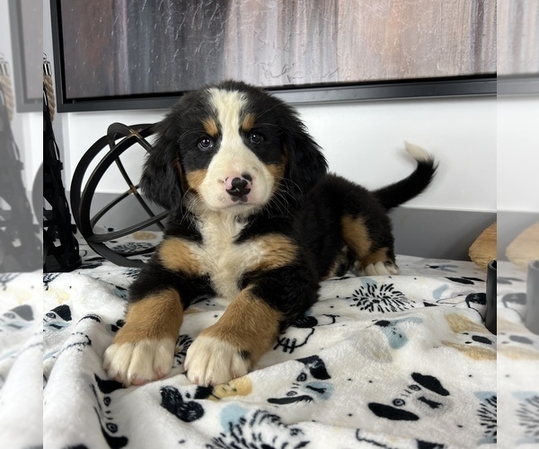 Medium Photo #2 Bernese Mountain Dog Puppy For Sale in FRANKLIN, IN, USA
