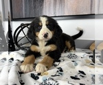 Small Photo #2 Bernese Mountain Dog Puppy For Sale in FRANKLIN, IN, USA