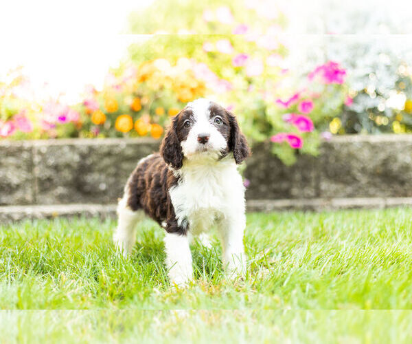 Medium Photo #2 Springerdoodle Puppy For Sale in NAPPANEE, IN, USA