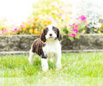 Small Photo #2 Springerdoodle Puppy For Sale in NAPPANEE, IN, USA