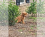 Small Photo #9 Dogue de Bordeaux Puppy For Sale in MONROE, GA, USA