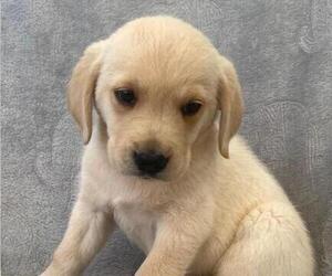 English Cream Golden Retriever-Labrador Retriever Mix Puppy for Sale in BLOUNTVILLE, Tennessee USA