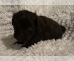 Small Photo #12 Havanese Puppy For Sale in ATHENS, GA, USA