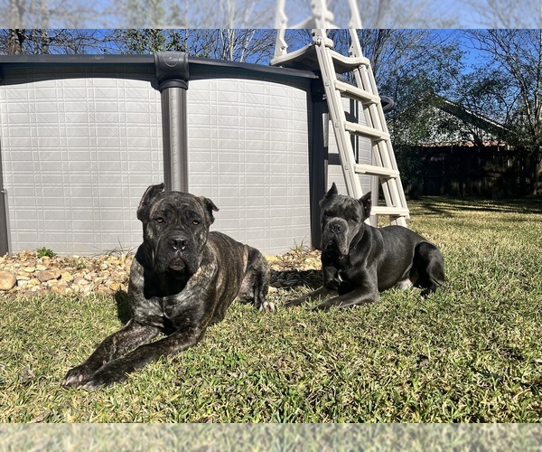 Medium Photo #1 Cane Corso Puppy For Sale in MONTGOMERY, AL, USA