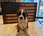 Puppy Lefty Boxer