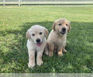 Golden Retriever Puppy for sale in MEMPHIS, MO, USA