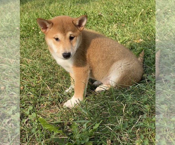 Medium Photo #4 Shiba Inu Puppy For Sale in CANOGA, NY, USA