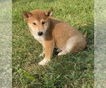 Small #3 Shiba Inu
