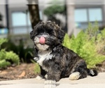 Small Photo #5 Havanese Puppy For Sale in HOUSTON, TX, USA
