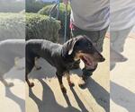 Small Doberman Pinscher