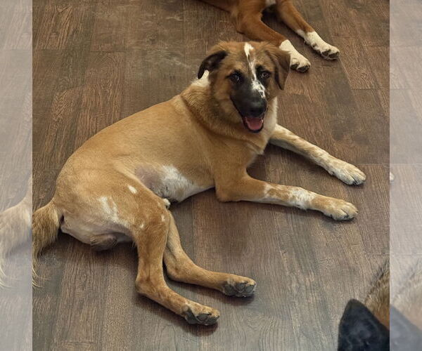 Medium Photo #2 Australian Shepherd Puppy For Sale in Harlingen, TX, USA