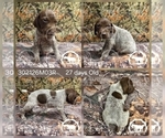 Small #3 German Shorthaired Pointer