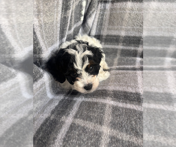 Medium Photo #4 Cavapoo (Miniature) Puppy For Sale in SPRING HILL, TN, USA