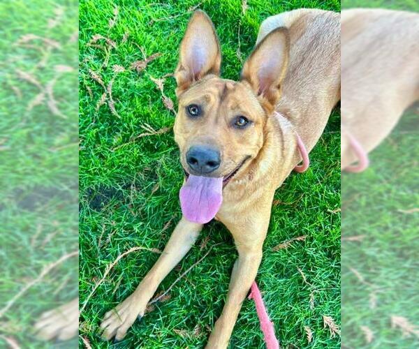 Medium Photo #1 American Pit Bull Terrier-German Shepherd Dog Mix Puppy For Sale in Sacramento, CA, USA