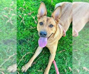 American Pit Bull Terrier-German Shepherd Dog Mix Dogs for adoption in Sacramento, CA, USA
