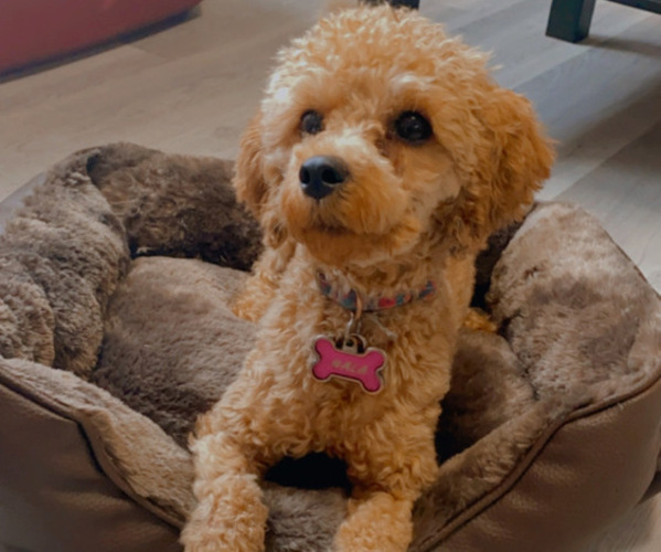 Medium Photo #1 Bichpoo-Poodle (Toy) Mix Puppy For Sale in PHILADELPHIA, PA, USA