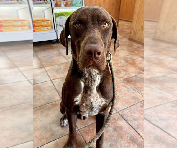 Medium Photo #2 Pointer-Unknown Mix Puppy For Sale in New York, NY, USA