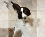 Puppy Brownie English Springer Spaniel