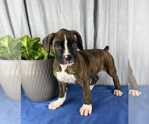 Boxer Puppy for sale in GREENWOOD, IN, USA