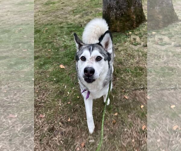 Medium Photo #2 Alaskan Malamute Puppy For Sale in Tacoma, WA, USA