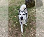 Small #1 Alaskan Malamute