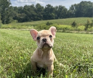 French Bulldog Puppy for sale in DAVIDSONVILLE, MD, USA