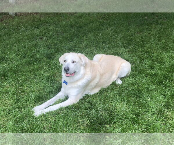 Medium Photo #4 Great Pyrenees-Unknown Mix Puppy For Sale in Fort Collins, CO, USA