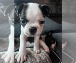 Small Photo #1 Boston Terrier Puppy For Sale in NANTY GLO, PA, USA