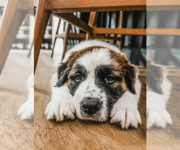 Medium Photo #7 Australian Shepherd-Unknown Mix Puppy For Sale in Valrico, FL, USA