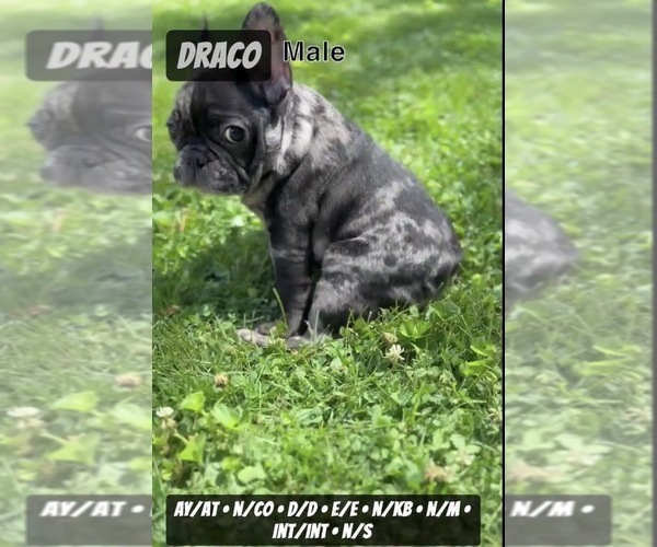 Medium Photo #9 French Bulldog Puppy For Sale in MUNSTER, IN, USA