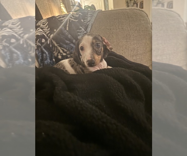 Medium Photo #2 Dachshund Puppy For Sale in PATTERSON, CA, USA