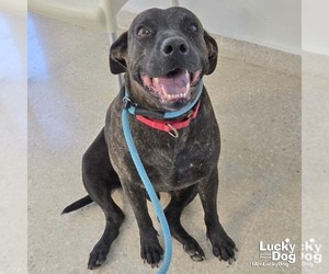 Tigri - Male Labrador Retriever-Unknown Mix Dog for Adoption - Photo #7