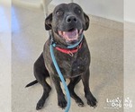 Small Photo #7 Labrador Retriever-Unknown Mix Puppy For Sale in Washington, DC, USA