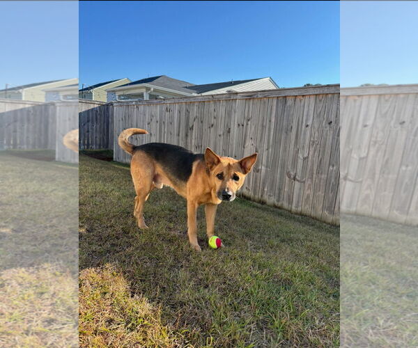 Medium Photo #3 German Shepherd Dog Puppy For Sale in La Grange , NC, USA
