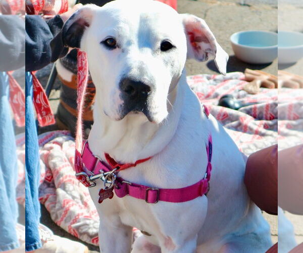 Medium Photo #2 Mutt Puppy For Sale in Canton, CT, USA