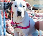 Small #1 Mutt