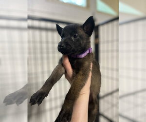 Mutt Dogs for adoption in Imlay City, MI, USA