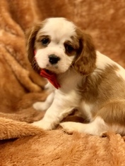 Cavalier King Charles Spaniel Puppy for sale in LEICESTER, NC, USA
