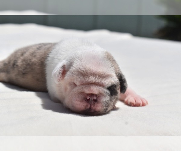 Medium Photo #7 Pug Puppy For Sale in PALM COAST, FL, USA