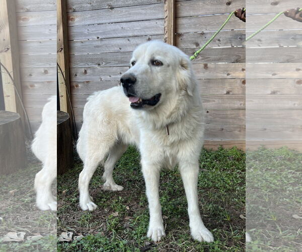 Medium Photo #2 Great Pyrenees Puppy For Sale in Spring, TX, USA