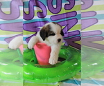 Small #3 Saint Bernard