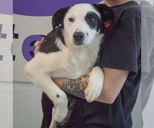 Medium Photo #3 Border Collie Puppy For Sale in Huntley, IL, USA