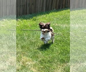 Havanese Dogs for adoption in Fort Wayne, IN, USA