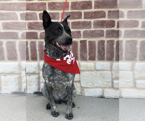 Medium Photo #6 Mutt Puppy For Sale in Euless, TX, USA