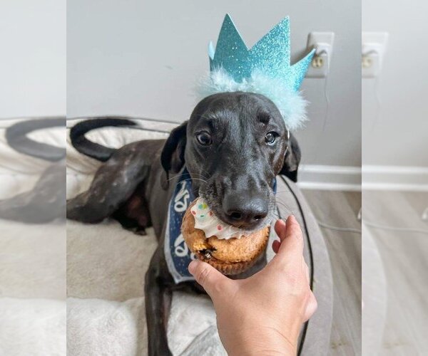 Medium Photo #2 Plott Hound-Weimaraner Mix Puppy For Sale in Rockaway, NJ, USA