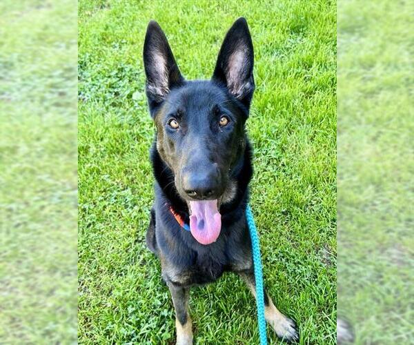 Medium Photo #2 German Shepherd Dog Puppy For Sale in Sacramento, CA, USA